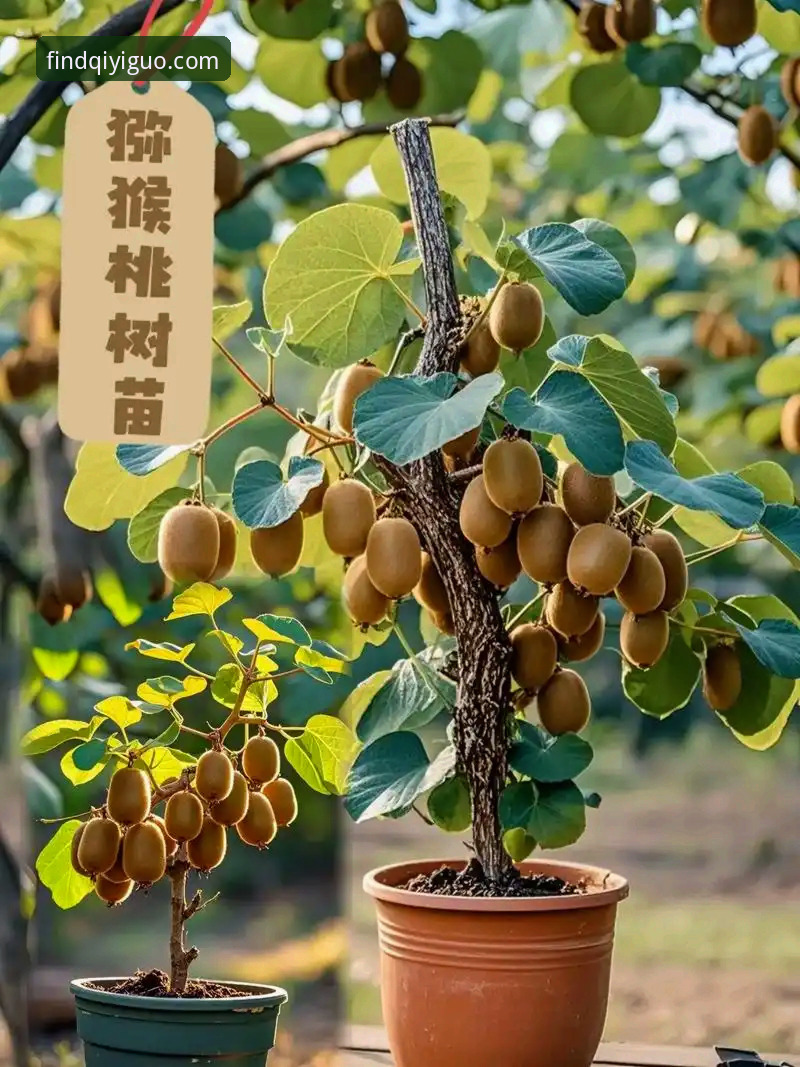 奇异果娱乐更新全解析：5个关键变化让2025年体验全面升级